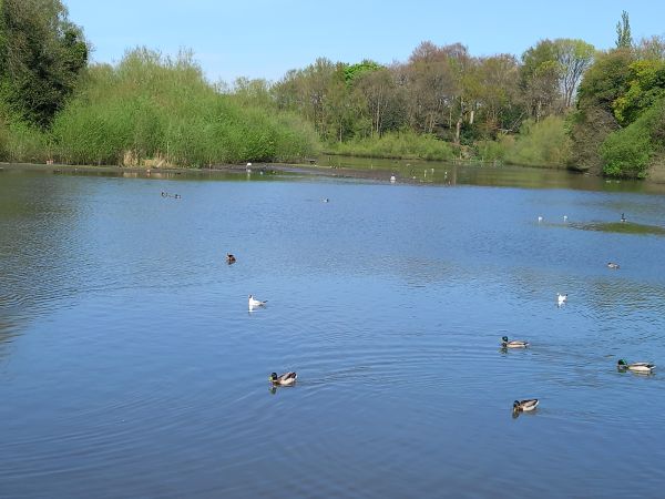 The Lake